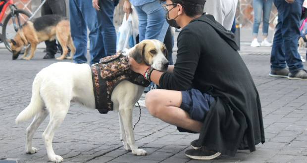 Diputados buscan que mascotas sean legalmente miembros de la familia
