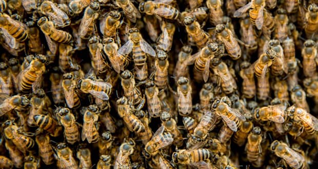 México asume presidencia para la Conservación de los Polinizadores