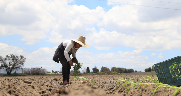 Agricultura crea “Boletín Agroclimático”; busca brindar información precisa. 