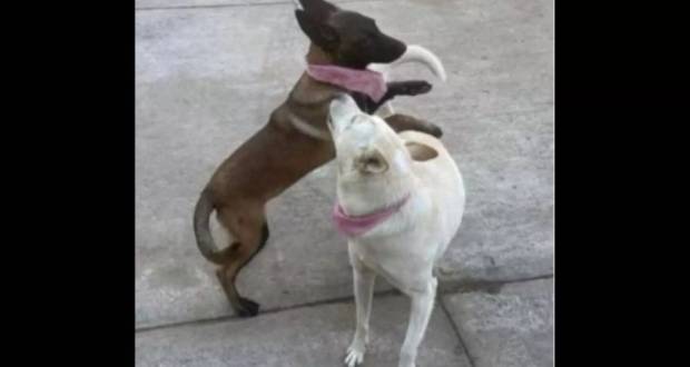 Alcalde mata a balazos a dos perros; dice que fue 'en defensa propia'
