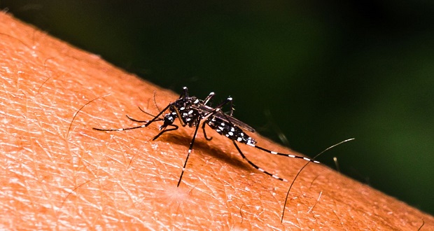 Puebla acumula mil 140 casos de dengue; reporta 41 casos de Covid