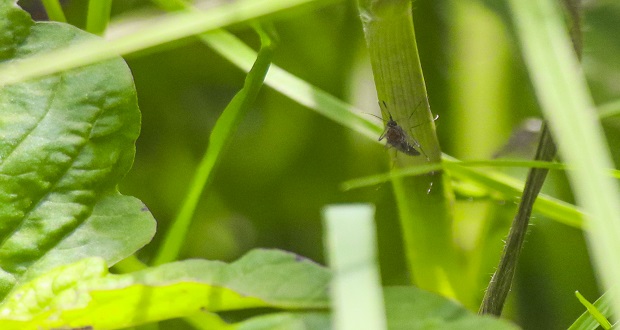 Estos son los municipios en Puebla con más casos de dengue