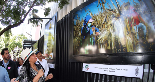 Senadores harán valer decreto para no importar más maíz transgénico