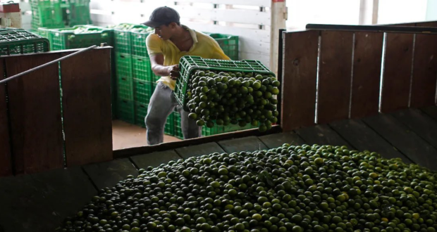 Reportan asesinato de jornaleros de vergel limonero en Michoacán