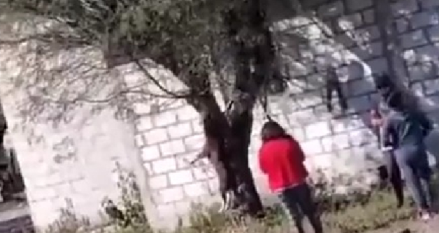 Ahorcan a perrita en Tepanco; van 116 denuncias por maltrato animal