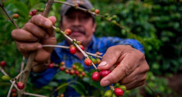 Exportaciones agroalimentarias crecen 5.16% de enero a julio