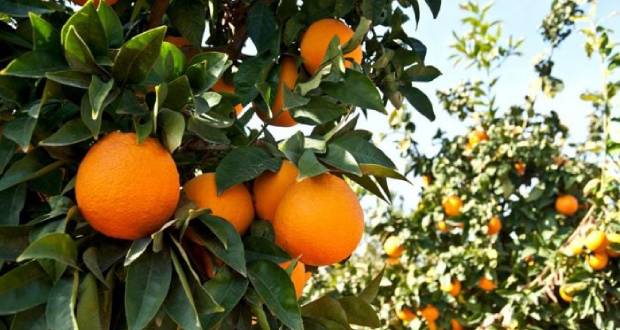 Agricultura pone en marcha el plan agronómico integral