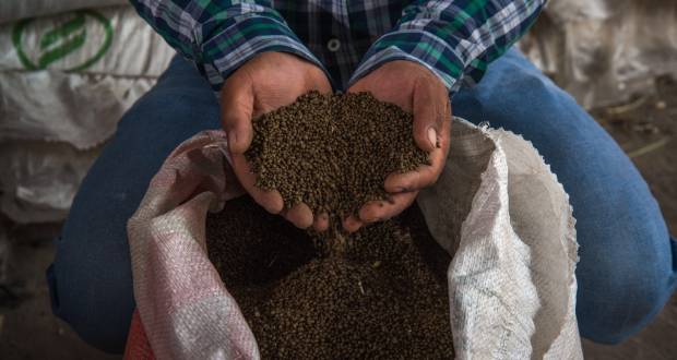 Fertilizante gratuito llega a productores de 29 entidades; alcanza el 84%
