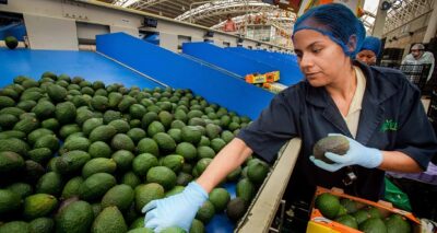 Superávit en sector agroalimentario de 5,908 mdd; superior a 2022