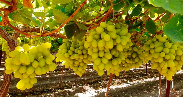 Producción nacional de uva incrementa un 6.19%: Agricultura. Foto: Especial.