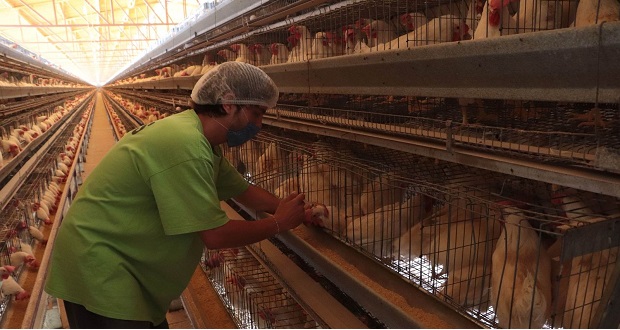 A la alza, producción y consumo de huevo y aves: Agricultura. Foto: especial