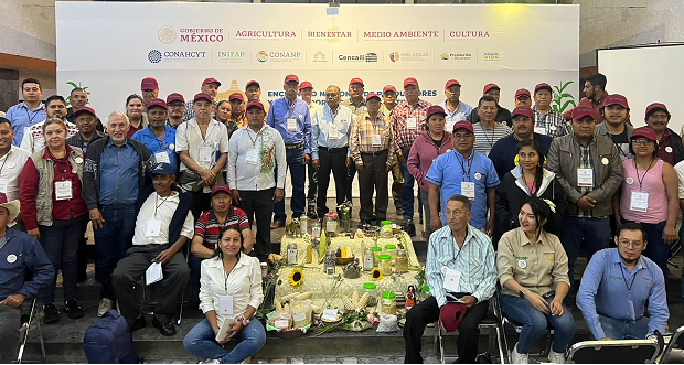 Productores respaldan decreto presidencial de maíz transgénico