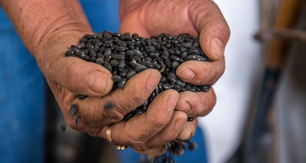 Segalmex pagara 21 pesos por kg de frijol a pequeños productores. Foto: Especial.