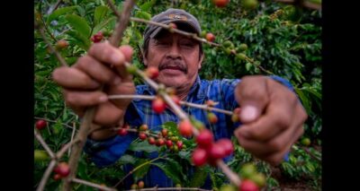 Agricultura inicia entrega de apoyos de Producción para el Bienestar. Foto: Especial.