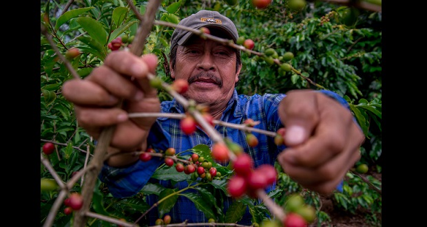 Agricultura inicia entrega de apoyos de Producción para el Bienestar. Foto: Especial.
