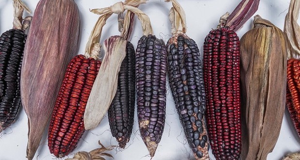 Agricultura anuncia iniciativa de Ley General de Suelos Agropecuarios. Foto: Especial.