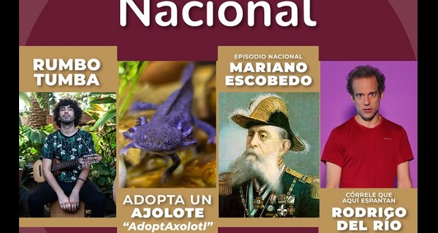 ¿Quieres adoptar un ajolote? La UNAM explica proceso en la Hora Nacional. foto: Especial.