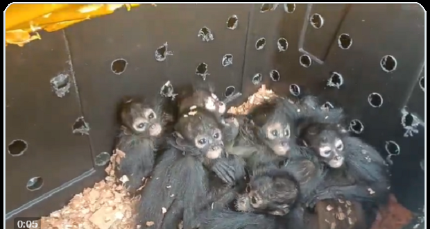 Profepa asegura a 20 monos araña que eran traficados en Chiapas. Foto: Redes sociales.