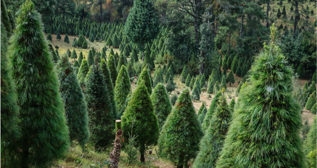 Ser productor de pino es gratificante porque se cuida la naturaleza: Marcelino