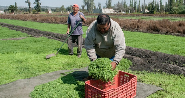 ¿No sabes que cenar? Agricultores alistan 3 mil 624 toneladas de romeritos. Foto: Especial.