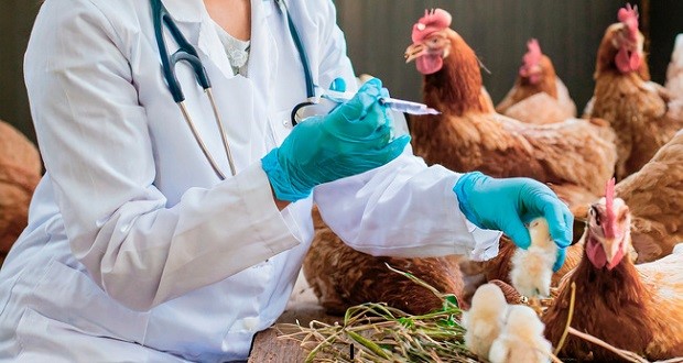 Por temporada de migración de aves, Agricultura previene influenza aviar. Foto: Especial.