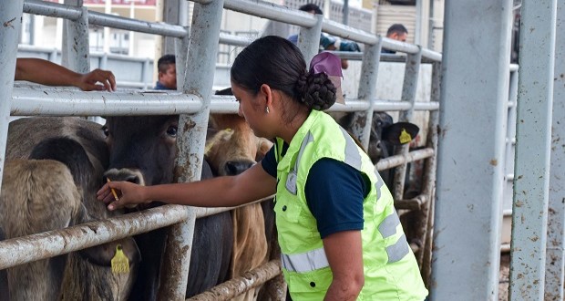 Puebla y 6 estados, exportan 901,754 cabezas de ganado a Estados Unidos. Foto: Especial.