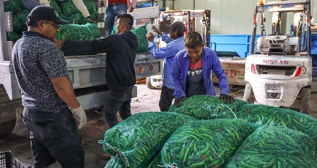Destaca México con tercer lugar mundial en producción de chile verde. Foto: Especial.