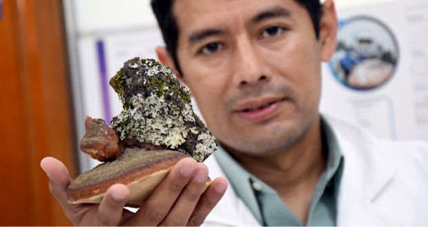 Investigadores BUAP estudian propiedades de hongos silvestres de la Malinche