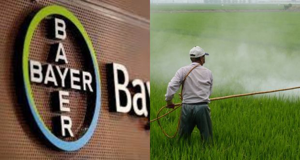 Aplazan amparo de Bayer - Monsanto; decreto contra Glifosato sigue firme
