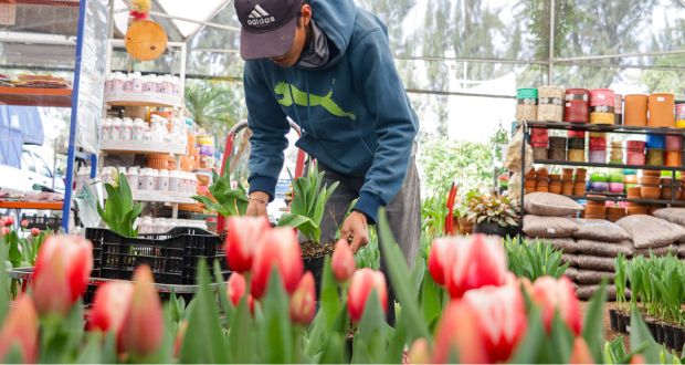 En Atlixco, alistan más de 200 mil macetas de tulipanes por el 14 de febrero