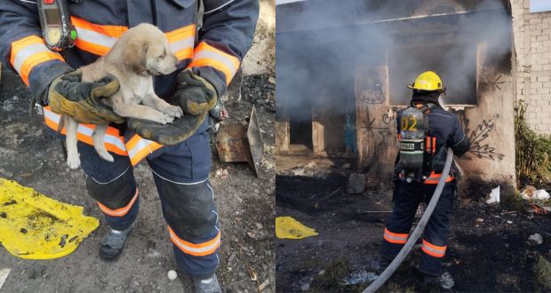 ¡Lomitos a salvo! Protección Civil rescata a 7 cachorros de incendio