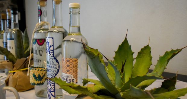 Positivo programa de agave mezcalero del gobierno de Puebla, eviten sobreproducción: Villalobos. Foto: EsImagen / Anel Esgua