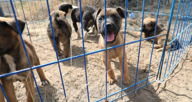 Comuna destinará 23 mdp para rehabilitar parque de Amalucan y Estancia Animal