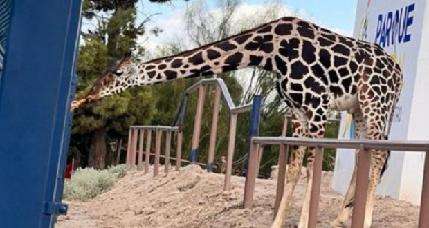 ¡Bienvenido a Puebla! Jirafa Benito será rescatado por Africam Safari. Foto: X / @SalvemosABenito
