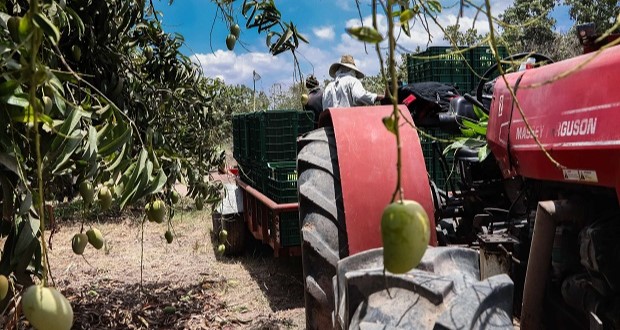 Agricultura destaca que producción de mango genera 12 mil mdp cada año. Foto: Especial,