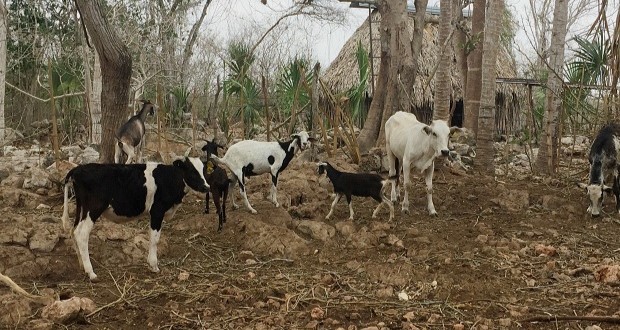 Ante cambio climático, Agricultura promueve producción sustentable de leche. Foto: Especial.
