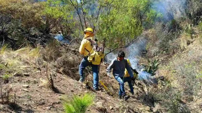 Incendio en Ixtacamaxtitlán: control al 100%; brigadistas liquidan 50%