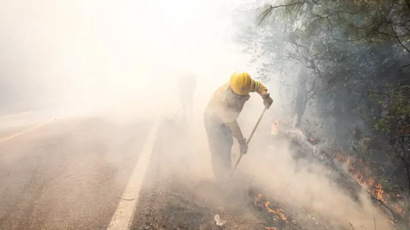 Incendio en Ixtepeji, Oaxaca deja 100 hectáreas de bosque de encino afectadas