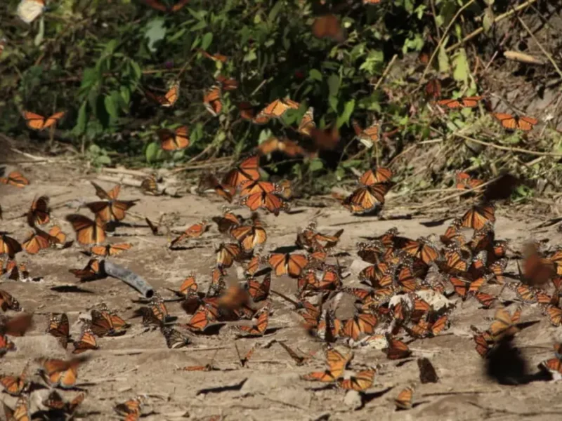 Herbicidas y cambio climático, entre amenazas de mariposa monarca: UNAM