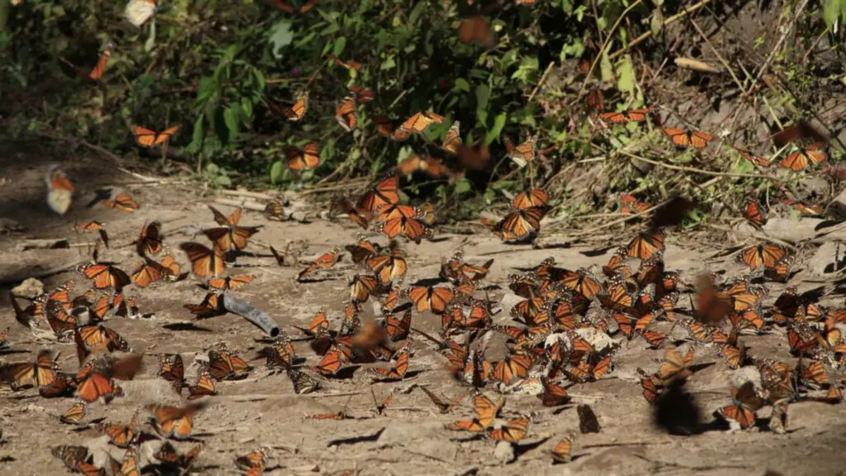 Herbicidas, entre amenazas de mariposa monarca UNAM