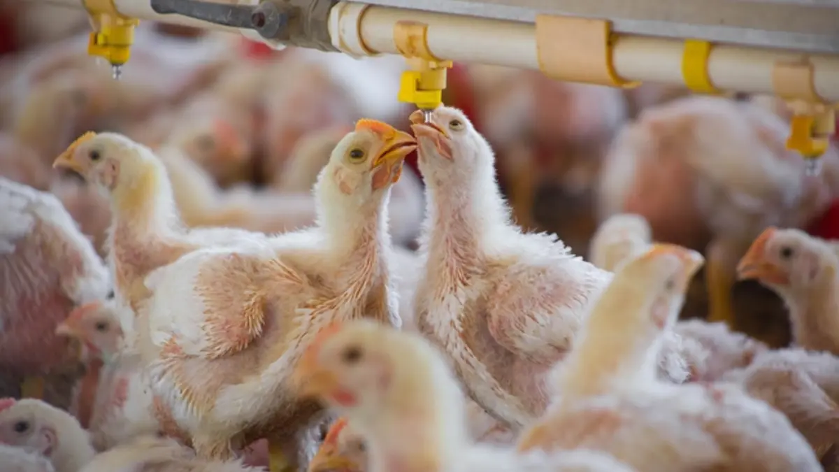 Agricultura reporta 129 mil aves sacrificadas por influenza aviar AH5N1