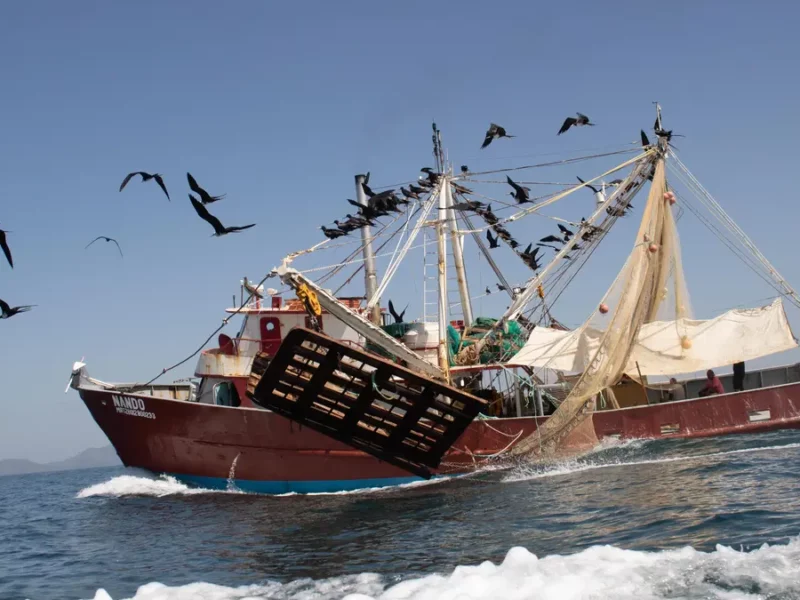 Arranca 1 de mayo veda de pesca de camarón en Tamaulipas, Veracruz y Campeche