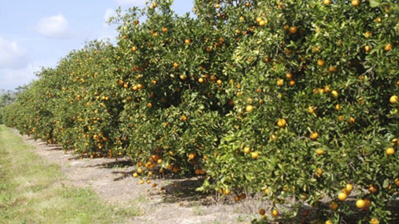 Congreso de Puebla impulsa programas de apoyo a productores de naranja