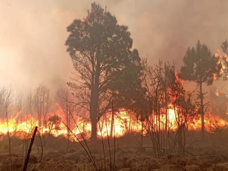 Puebla suma 246 incendios forestales en 2024; van 6,800 hectáreas afectadas
