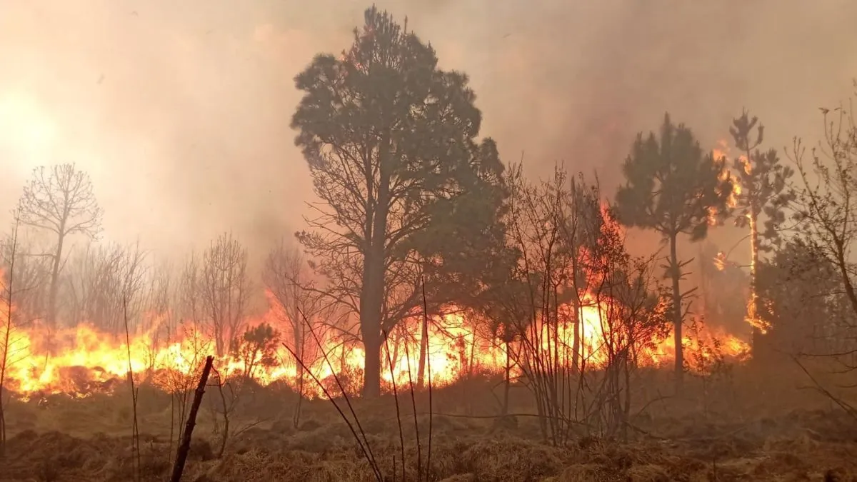Puebla suma 246 incendios forestales en el 2024; van 6,800 hectáreas afectadas