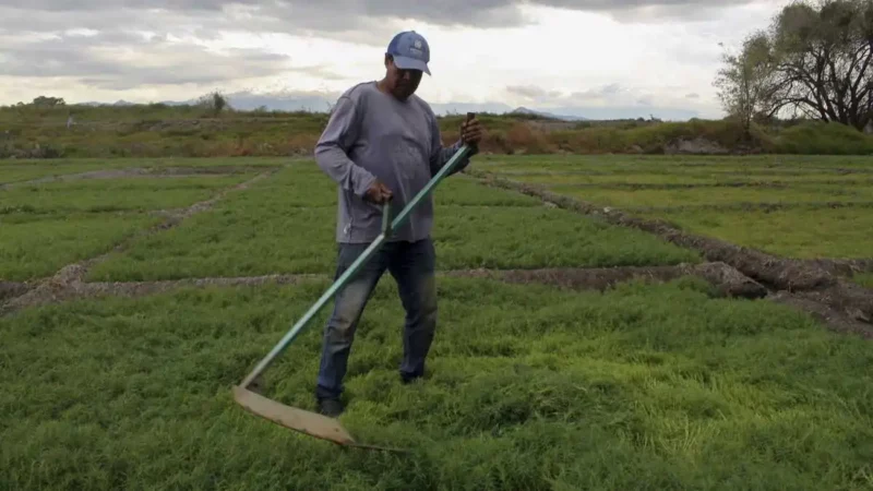 Conahcyt conocerá proyecto de inducción de lluvia de campesinos de Puebla: AMLO