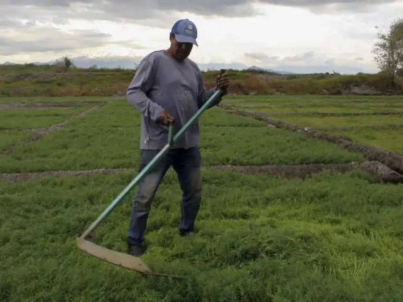 Conahcyt conocerá proyecto de inducción de lluvia de campesinos de Puebla: AMLO