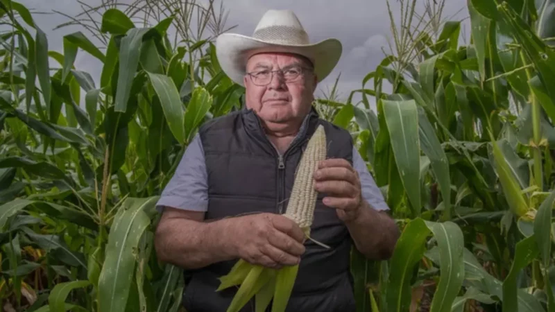 Industria consume local; contratan maíz blanco de Sinaloa: Sader