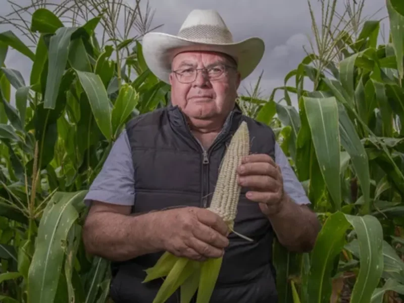 Industria consume local; contratan maíz blanco producido en Sinaloa: Sader