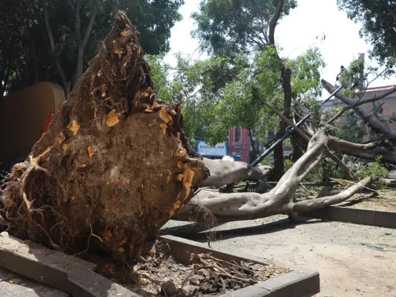 Voceadores de Puebla, en riesgo por derrumbe de árboles; piden apoyo a Comuna